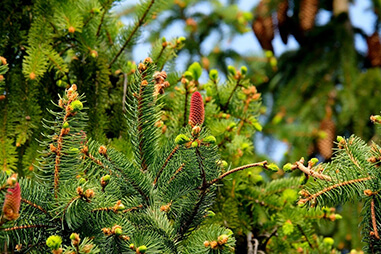 How to Protect Trees in Winter: Three Proactive Tips