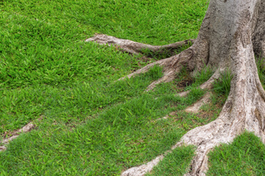 Are Exposed Tree Roots a Bad Thing? Get to the Root