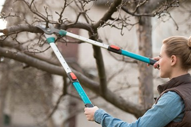 DIY – How to Trim Tree Branches Yourself